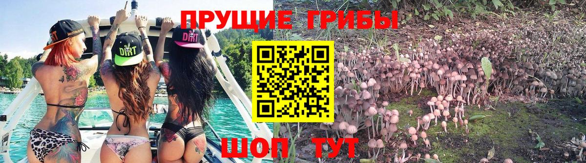 Торжок  магазин  наркотиков  Вход с VPN  Псилоцибиновые грибы MAGIC MUSHROOMS 