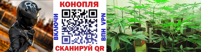 Канабис SATIVA & INDICA как найти Торжок